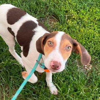 Alvin -  Hound Dog for Adoption in Springfield, Missouri - Alvin | PetCurious