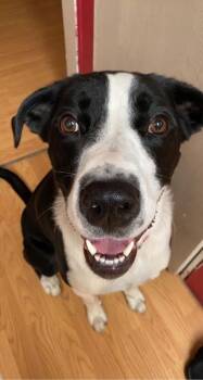 Mixed Breed Dogs Available for Adoption - Keanu & Monte - Courtesy Listing See Info  | PetCurious