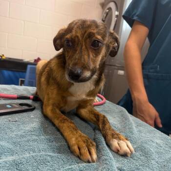 Maple -  Mixed Breed Dog for Adoption in Englewood, Florida - Maple | PetCurious