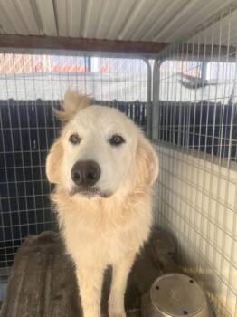 Quasimoto -  Great Pyrenees Dog for Adoption in Newman, California - Quasimoto | PetCurious