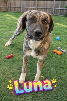 Mixed Breed Dogs Available for Adoption in Clarksville, Tennessee - Luna W | PetCurious