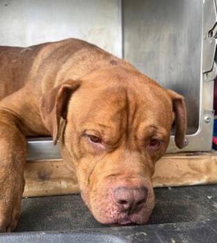 Pit Bull Terrier Dogs Available for Adoption in Springfield, Ohio - Usain Bolt | PetCurious