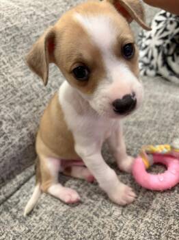 Biscuit -  Jack Russell Terrier Dog for Adoption in Los Angeles, California - Biscuit | PetCurious