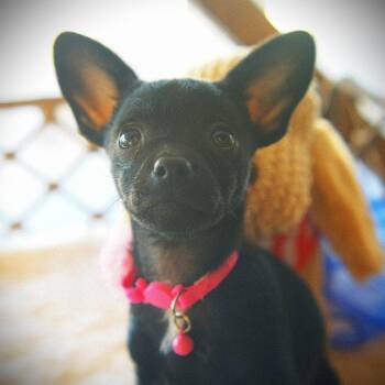 Emmie -  Rat Terrier and Chihuahua Dog for Adoption in San Jose, California - Emmie | PetCurious