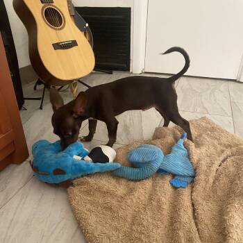 Blaze -  Chihuahua Dog for Adoption in Tucson, Arizona - Blaze | PetCurious