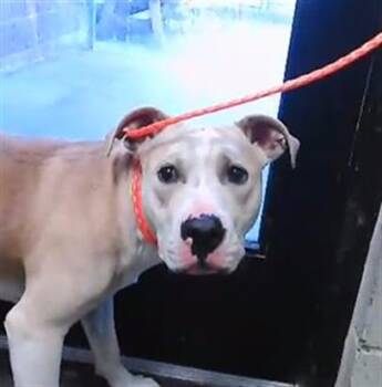 Pit Bull Terrier Dogs Available for Adoption in Tulsa, Oklahoma - SOLOMON | PetCurious