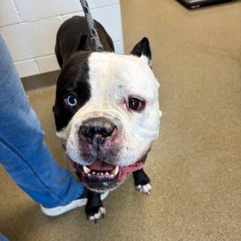 Nario -  American Bulldog and Mastiff Dog for Adoption in Council Bluffs, Iowa - Nario | PetCurious