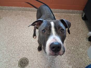 Pit Bull Terrier Dogs Available for Adoption - MARCUS | PetCurious