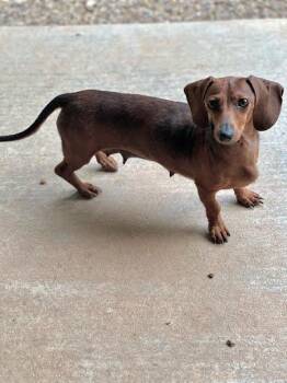 Dorie -  Dachshund Dog for Adoption in Marshall, Texas - Dorie | PetCurious