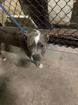 ESTRELLA -  Mixed Breed Dog for Adoption in Dallas, Texas - ESTRELLA | PetCurious