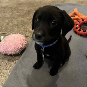 Rescue Mixed Breed Dogs for Adoption in Buffalo, Minnesota - Texas Roadhouse | PetCurious