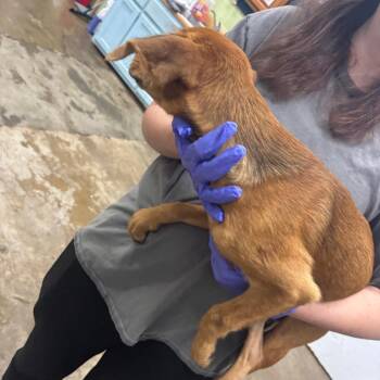 Pumpkin patch -  Mixed Breed Dog for Adoption in Corbin, Kentucky - Pumpkin Patch | PetCurious