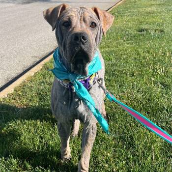 Shar Pei Dogs Available for Adoption in Canal Winchester, Ohio - Juno | PetCurious