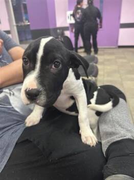 Great Dane and Shar Pei Dogs Available for Adoption - 60781672 | PetCurious