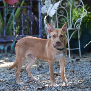 Nick -  Carolina Dog Dog for Adoption in Wake Forest, North Carolina - Nick | PetCurious