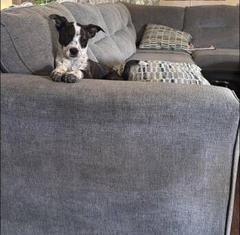 Australian Cattle Dog Blue Heeler Dogs Available for Adoption in Cleveland, Oklahoma - Martha May | PetCurious