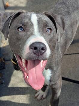 Arlen -  Pit Bull Terrier Dog for Adoption in Chicago, Illinois - Arlen | PetCurious