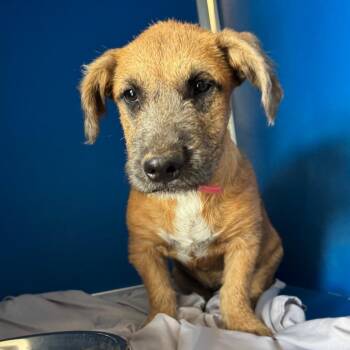 Gretel -  Mixed Breed Dog for Adoption in Las Cruces, New Mexico - Gretel | PetCurious