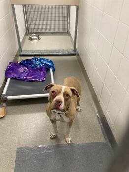 CHONA -  Mastiff and Mixed Breed Dog for Adoption in Omaha, Nebraska - CHONA | PetCurious