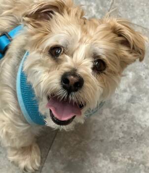 Charlie -  Yorkie Poo Dog for Adoption - Charlie | PetCurious