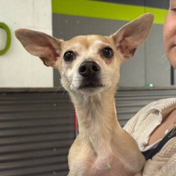 Rescue Chihuahua Dogs for Adoption in Tacoma, Washington - Chi Chi | PetCurious