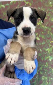 Columbia -  American Staffordshire Terrier and Mixed Breed Dog for Adoption in San Antonio, Texas - Columbia | PetCurious