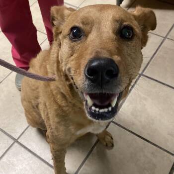 Carolina Dog Dogs Available for Adoption - Octavia | PetCurious