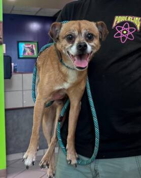Keylon -  Pug and Terrier Dog for Adoption in Little Rock, Arkansas - Keylon | PetCurious