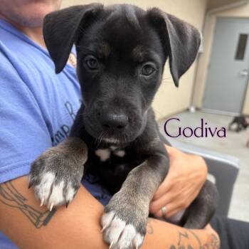 Godiva -  Pit Bull Terrier and Labrador Retriever Dog for Adoption in Parkersburg, West Virginia - Godiva | PetCurious