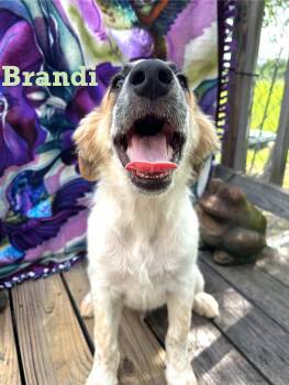 Rescue Anatolian Shepherd and Great Pyrenees Dogs for Adoption in Spring, Texas - Puppy Brandy (male) | PetCurious