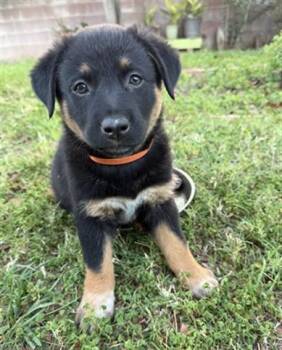 BUTTERFLY -  Australian Cattle Dog Blue Heeler and Mixed Breed Dog for Adoption in Riverside, California - BUTTERFLY | PetCurious