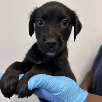 Pointer and Cattle Dog Dogs Available for Adoption in Hattiesburg, Mississippi - Ricky Bobby | PetCurious