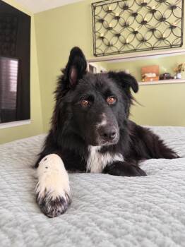 Bear - Local -  Border Collie Dog for Adoption in Warwick, Rhode Island - Bear - Local | PetCurious