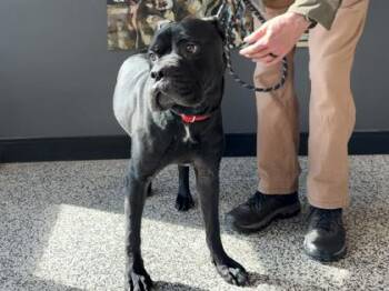 Cane Corso and Mixed Breed Dogs Available for Adoption in West Chester, Pennsylvania - Mercedes | PetCurious