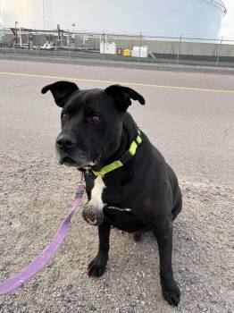Koda -  Rottweiler and Labrador Retriever Dog for Adoption in Yellowknife, Northwest Territories - Koda | PetCurious