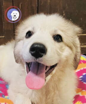 Rescue Great Pyrenees Dogs for Adoption in Spring, Texas - Kileen | PetCurious