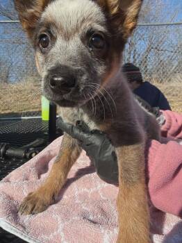 Mixed Breed Dogs Available for Adoption - SAM | PetCurious