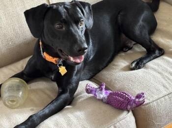 George -  Beagle and Labrador Retriever Dog for Adoption in Manhasset, New York - George | PetCurious