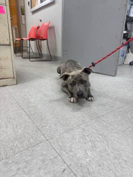 Pit Bull Terrier and Mountain Cur Dogs Available for Adoption - Zeus | PetCurious