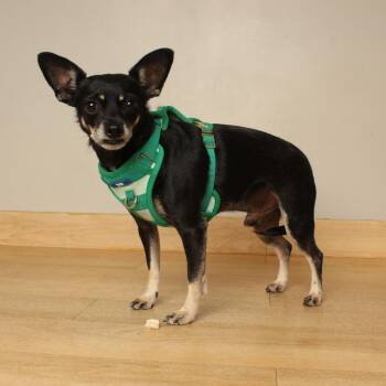 Achilles D69628 -  Chihuahua and Mixed Breed Dog for Adoption in Minnetonka, Minnesota - Achilles D69628 | PetCurious