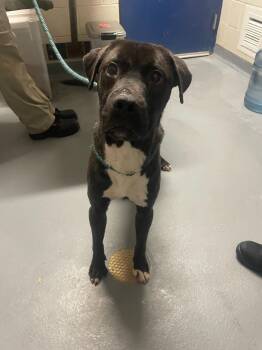 Rescue Labrador Retriever Dogs for Adoption in Ashland, Virginia - Hermie | PetCurious