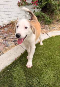 Great Pyrenees and Mixed Breed Dogs Available for Adoption in Henderson, Nevada - Chance | PetCurious
