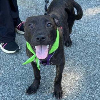 Dee -  Terrier and Mixed Breed Dog for Adoption in Chester, Maryland - Dee | PetCurious