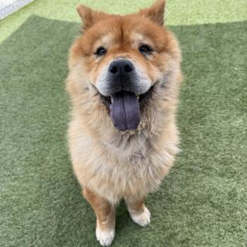 Chow Chow Dogs Available for Adoption in Hawthorne, California - Chica | PetCurious
