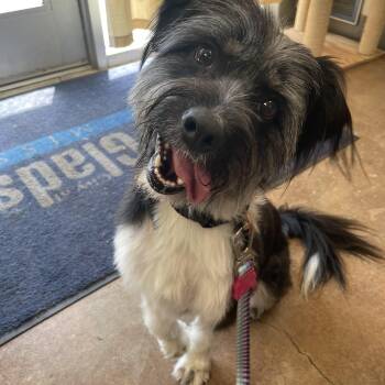Paisley -  Schnoodle Dog for Adoption in Kansas City, Missouri - Paisley | PetCurious