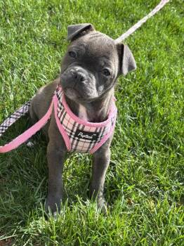 Pekingese Dogs Available for Adoption - Lenore | PetCurious