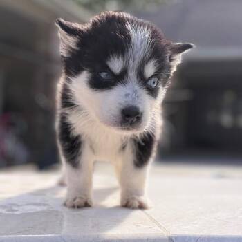Siberian Husky Dogs Available for Adoption in Baton Rouge, Louisiana - Baby Bailey | PetCurious