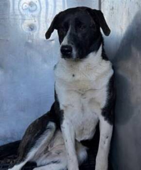 Miri -  Terrier and Mixed Breed Dog for Adoption in Morristown, New Jersey - Miri | PetCurious