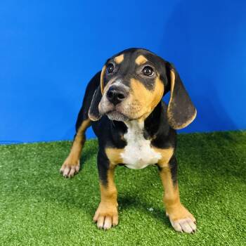 Raymond Holt -  Chihuahua and Beagle Dog for Adoption in Alvin, Texas - Raymond Holt | PetCurious