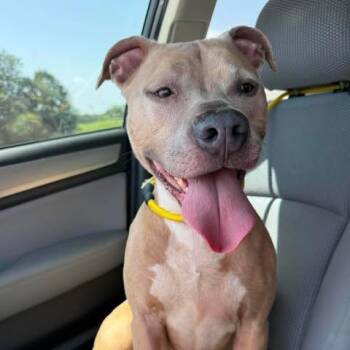 Bella -  Pit Bull Terrier Dog for Adoption in Dover, Arkansas - Bella | PetCurious
